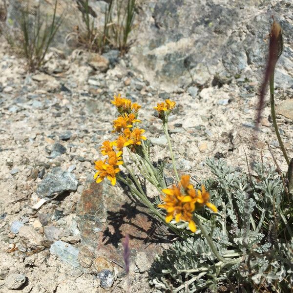 Jacobaea incana Flower