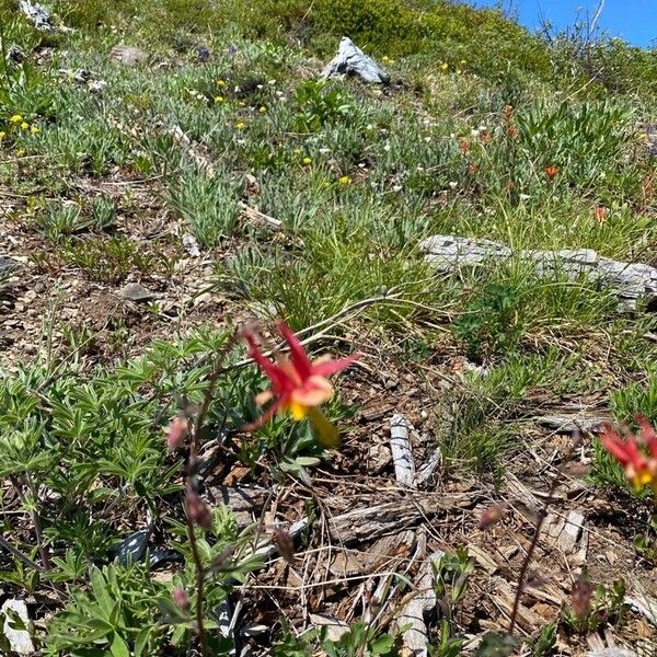 Aquilegia formosa പുഷ്പം