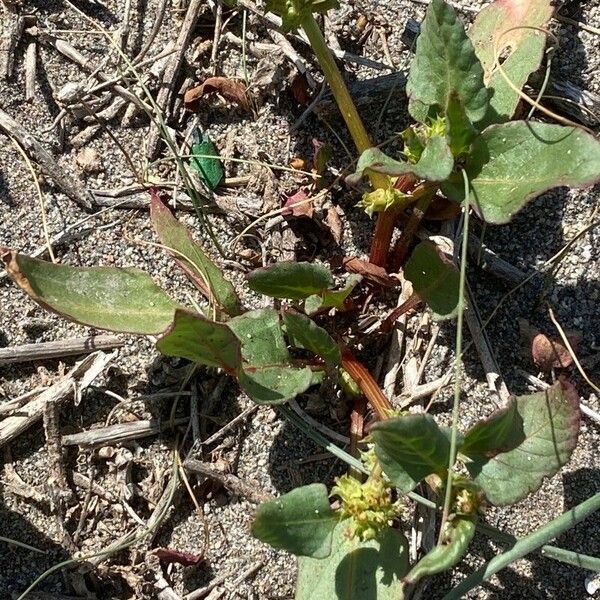 Rumex spinosus Habit