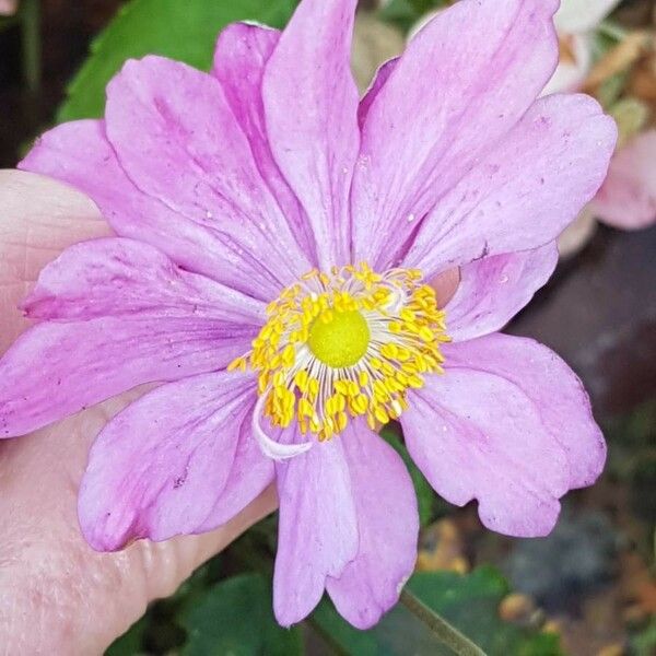 Eriocapitella hupehensis Flower