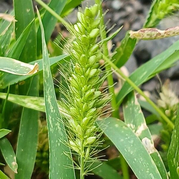 Setaria viridis Flors