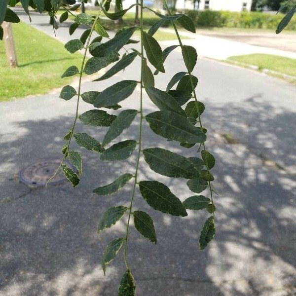 Gleditsia triacanthos Лист