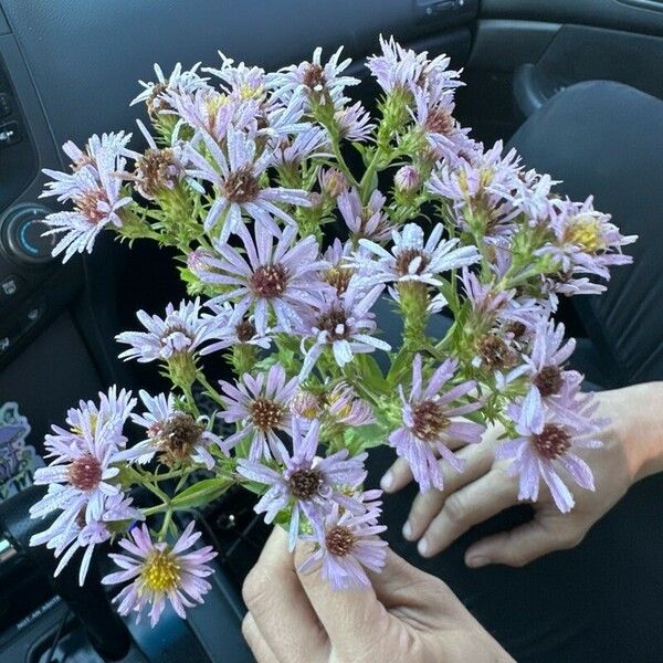 Aster tataricus ফুল