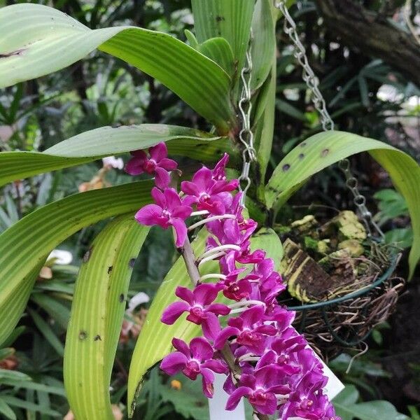 Rhynchostylis gigantea Habitat