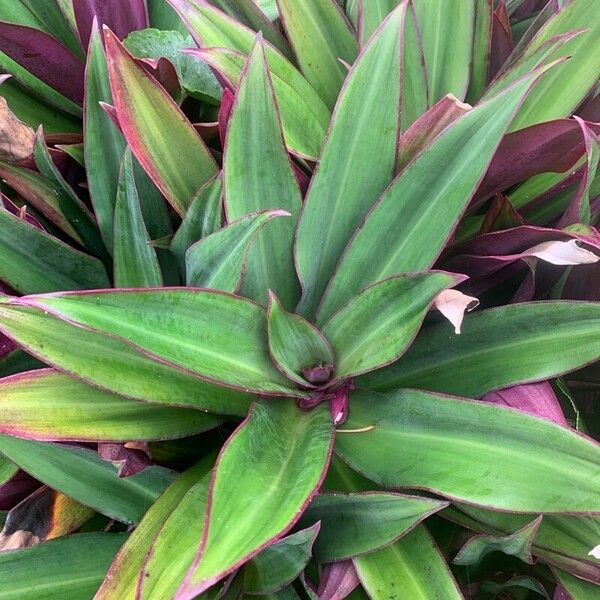 Tradescantia spathacea Blatt