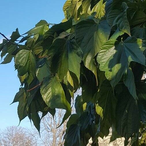 Morus alba Blad