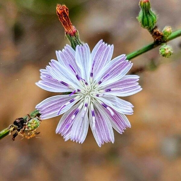 Stephanomeria diegensis Flower