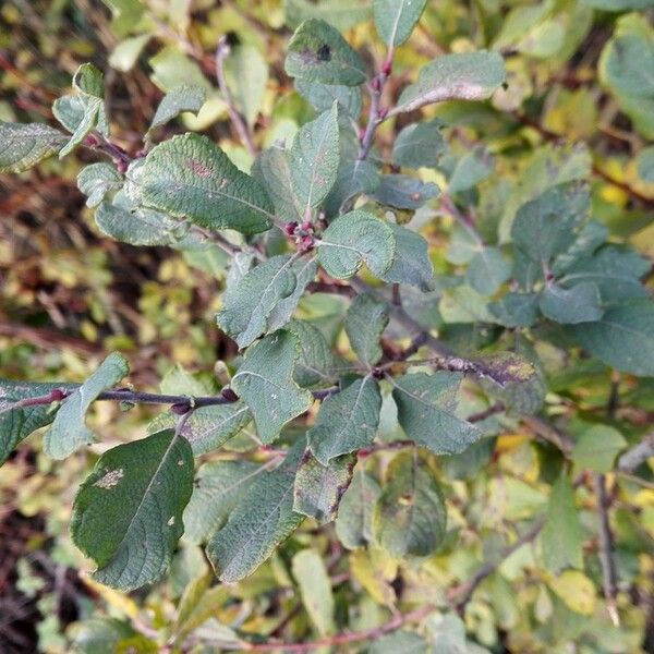 Salix aurita ഇല