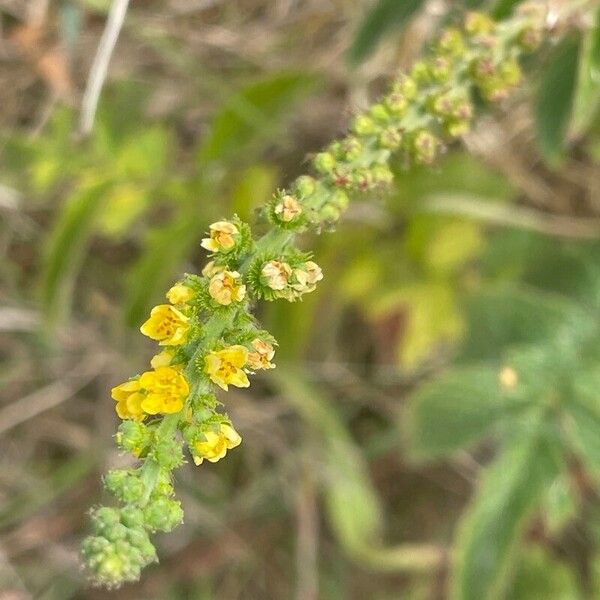 Agrimonia eupatoria Fleur