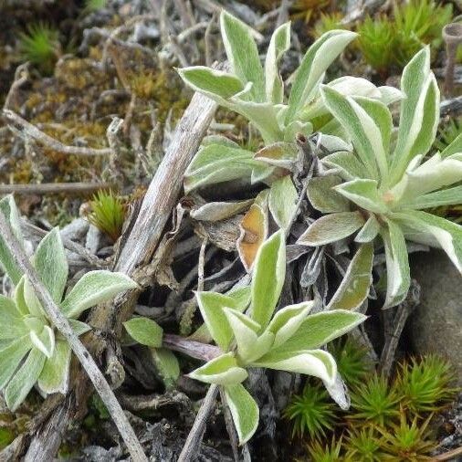 Antennaria microphylla 葉