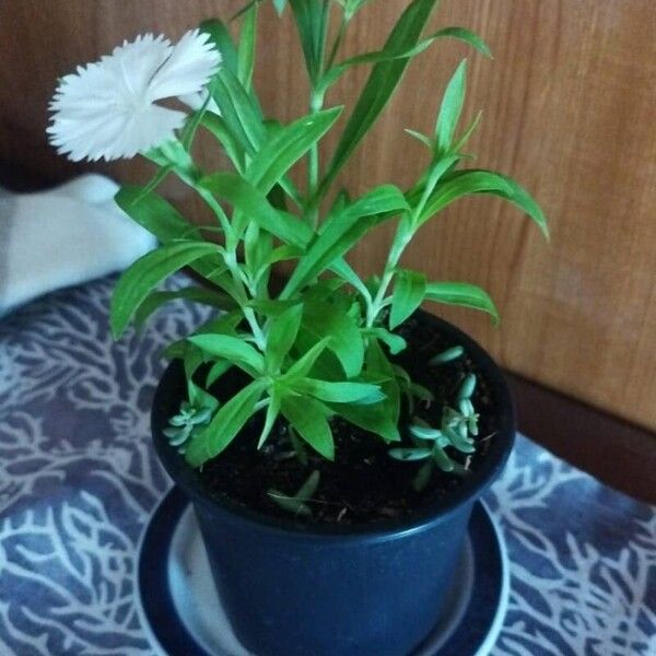 Dianthus barbatus Flower