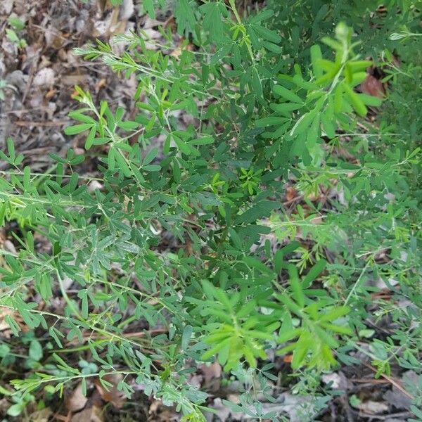 Lespedeza cuneata Blad