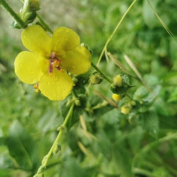 Verbascum sinuatum 花