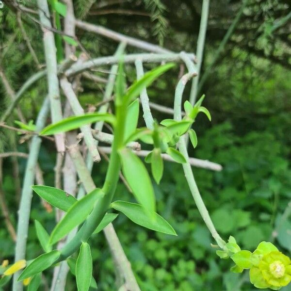 Euphorbia gossypina Fuelha