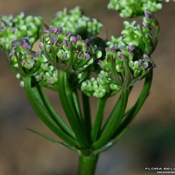 Bunium bulbocastanum Lorea