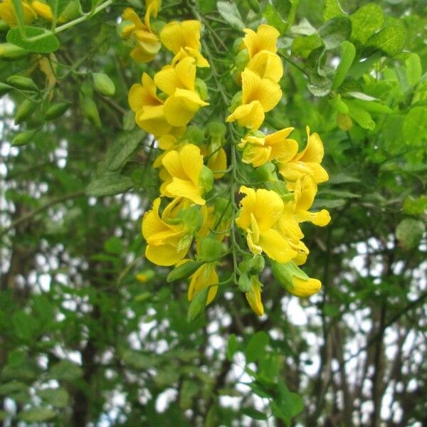 Calpurnia aurea Blomst