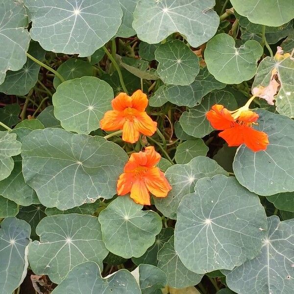 Tropaeolum majus Habitat