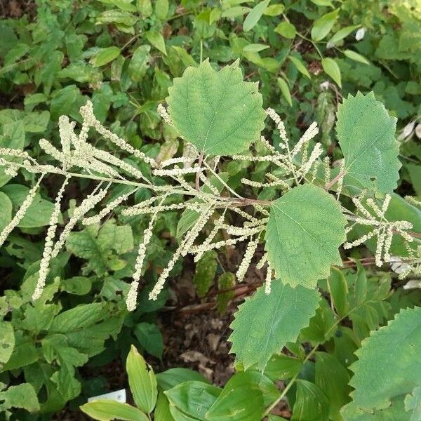 Boehmeria platanifolia Bloem