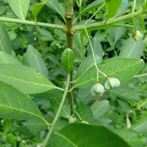 Euonymus europaeus Blad