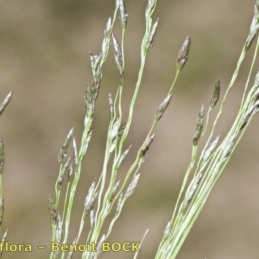 Eragrostis pilosa Leht