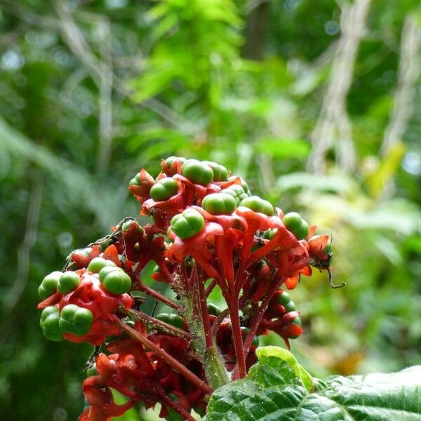 Clerodendrum speciosissimum Плід