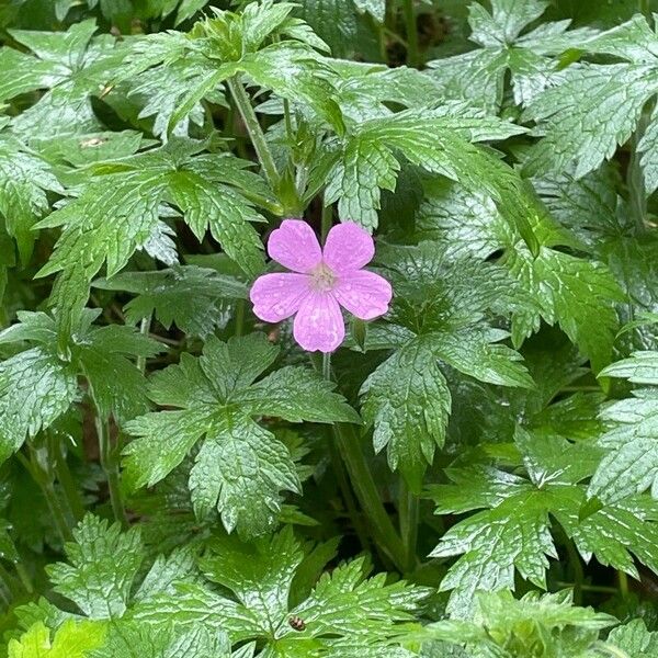 Geranium endressii Blomst