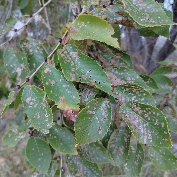 Ulmus pumila Leaf