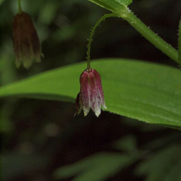 Streptopus lanceolatus फूल