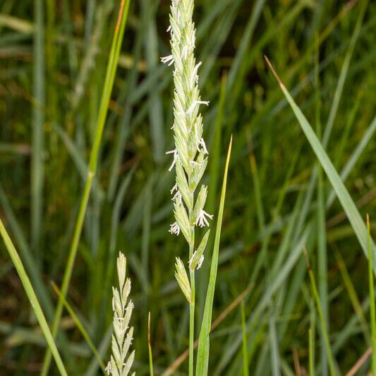 Elymus repens Blomma