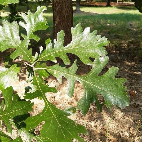 Quercus macrocarpa Leaf