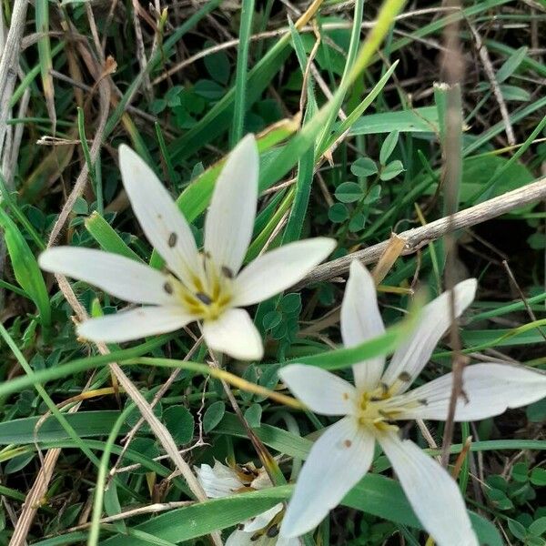 Colchicum cupanii Flower