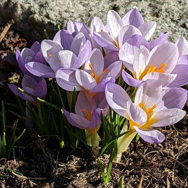 Crocus versicolor Хабит