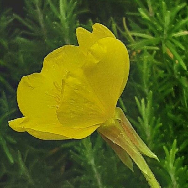 Oenothera glazioviana Bloem