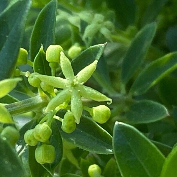 Rubia tenuifolia Kvet