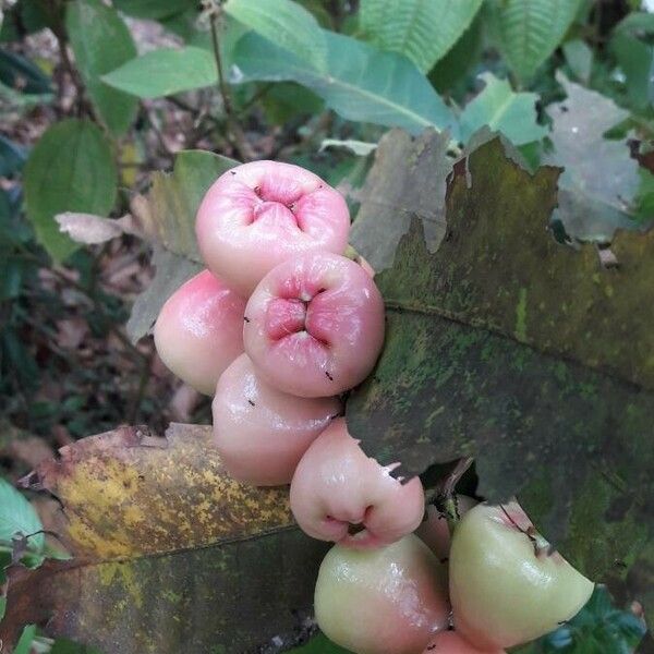 Syzygium samarangense Fruchs