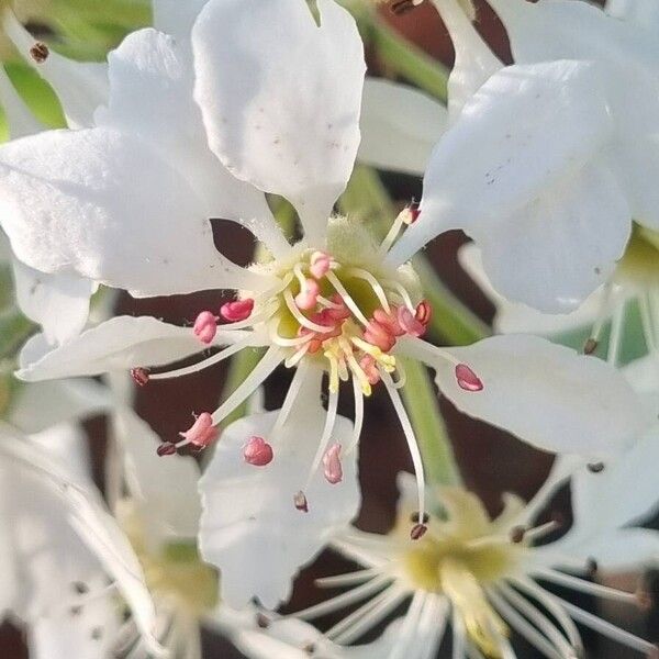 Pyrus spinosa Fleur