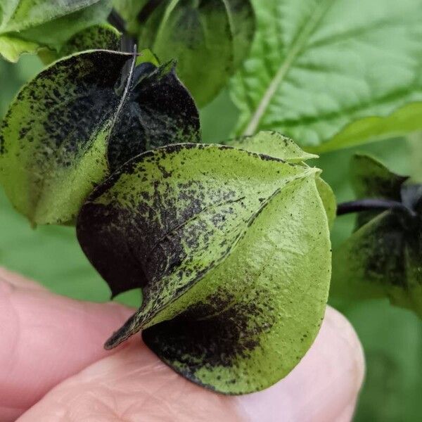 Nicandra physalodes Ovoce