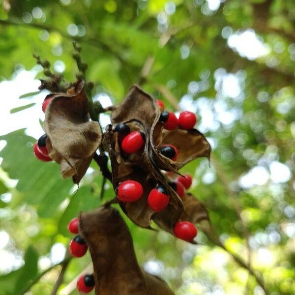 Abrus precatorius Fruit