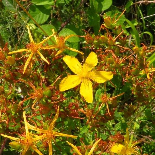 Hypericum perforatum Floare