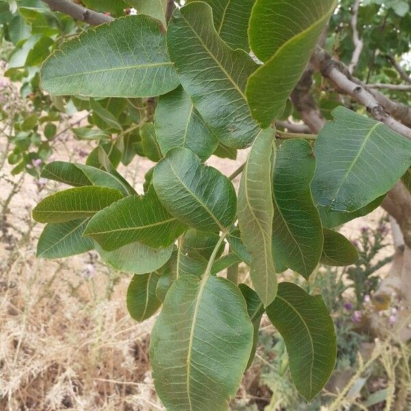 Pistacia vera Leaf