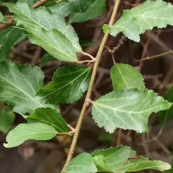 Grewia occidentalis Leaf