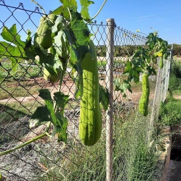 Luffa aegyptiaca Habitus