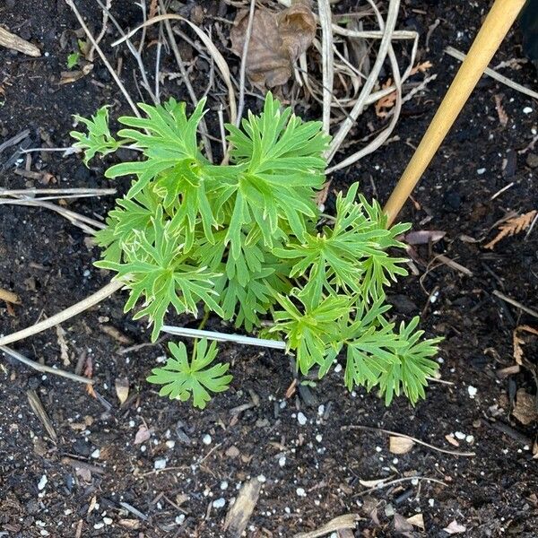 Delphinium menziesii Leht