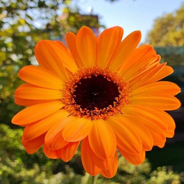 Gerbera jamesonii Flower