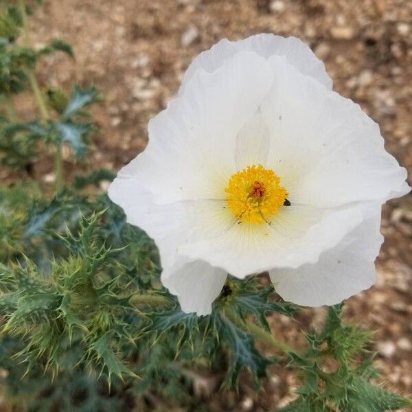 Argemone albiflora Flower