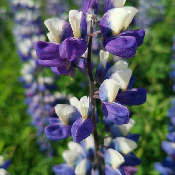 Lupinus nootkatensis 花