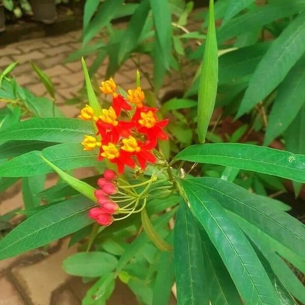 Asclepias curassavica Levél