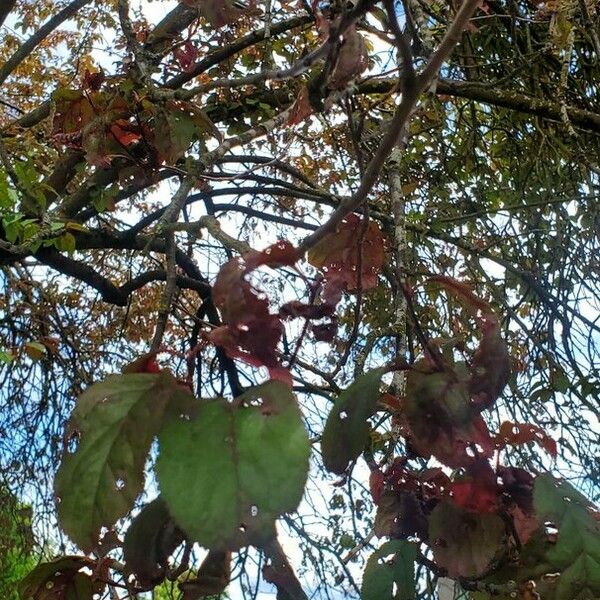 Prunus cerasifera Fulla