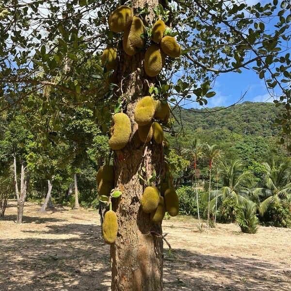 Artocarpus integer Plante entière