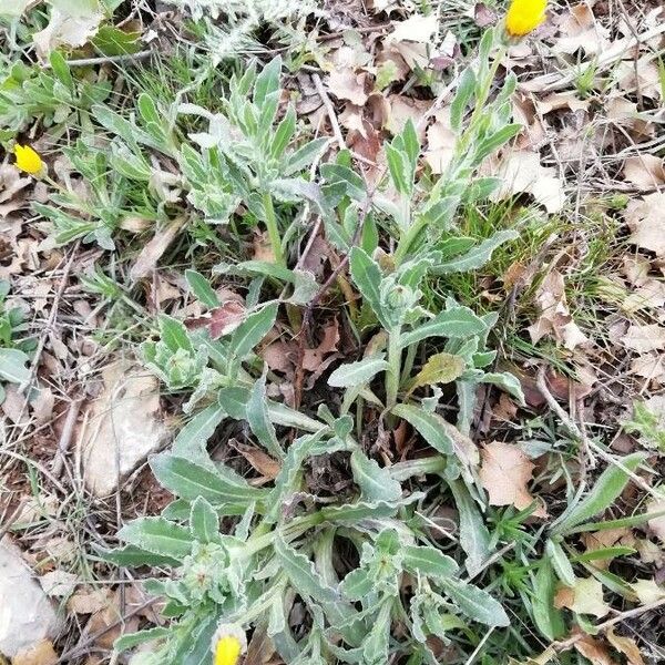 Calendula arvensis Hábito